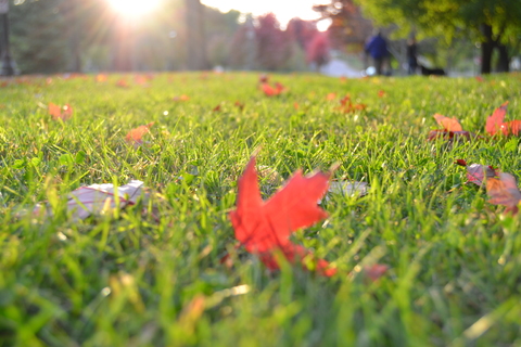Fall Landscaping Tips for Olathe Lawns and Landscapes