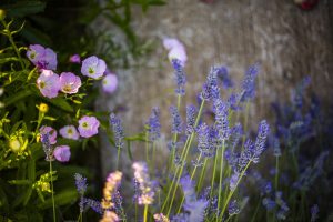 choosing the right annuals and perennials for your olathe garden