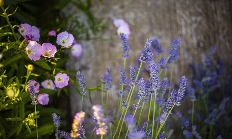 choosing the right annuals and perennials for your olathe garden