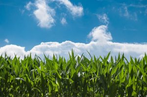 healthy green grass and cloudy blue sky