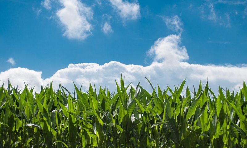 healthy green grass and cloudy blue sky